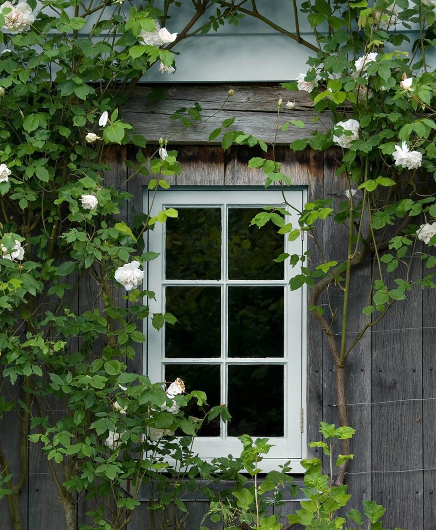 Window framed by greenery and white flowers on a wooden building