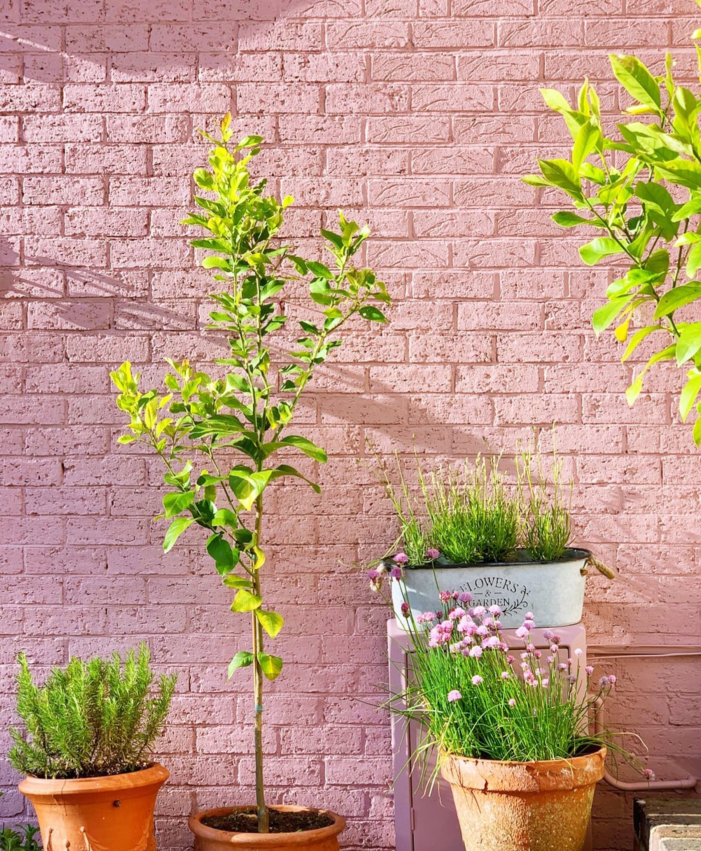 Potted plants against a pink brick wall