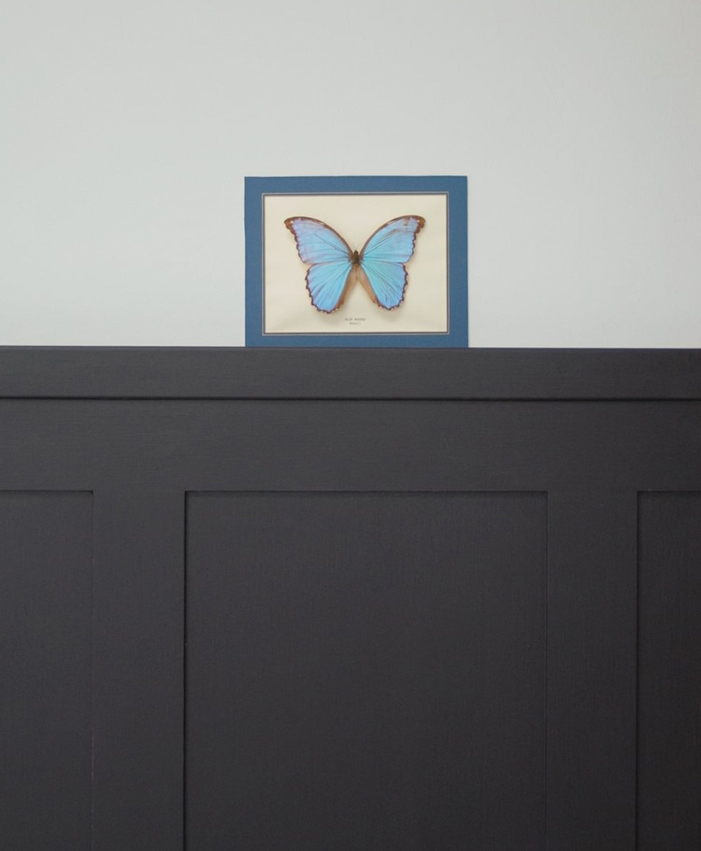 Framed blue butterfly on a light grey wall with black panelling